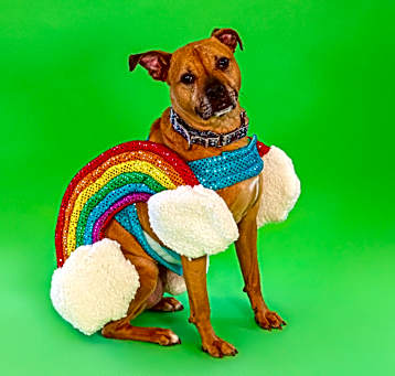 Photo of Nala