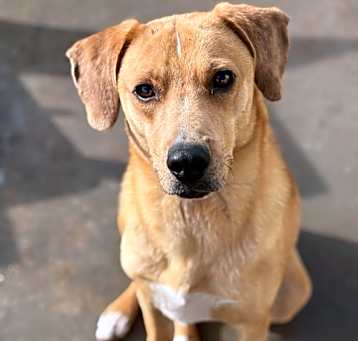 Photo of Roscoe