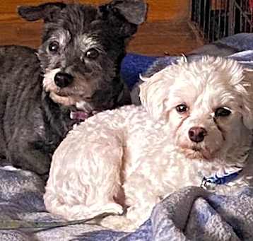 Photo of Joey & Gypsy