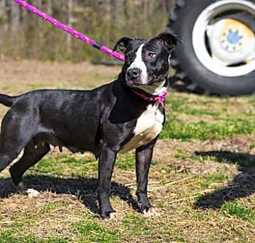 Photo of Dahlia