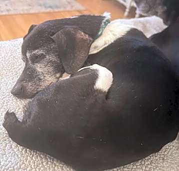 Photo of Chico