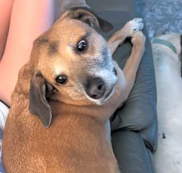Photo of Honey Bear