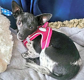 Photo of Pixie (WA)