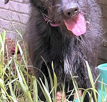 Photo of Scruffalapogus Fee Sponsored