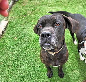 Photo of Goliath