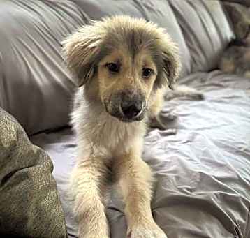 Photo of Bogie (AL)