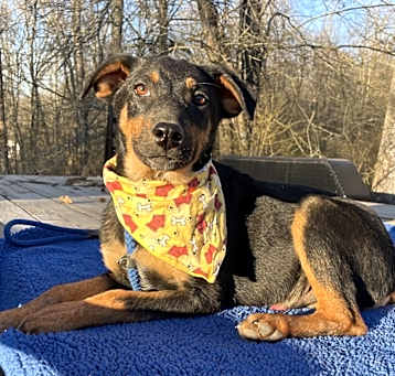 Photo of Scooter - S litter of 3