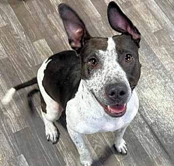 Photo of Miss pickles