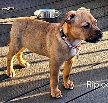 Photo of Riplee