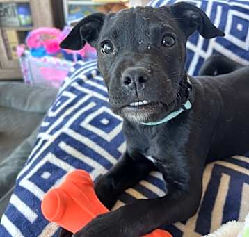 Photo of Lucky