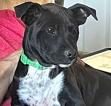 Photo of Dazzle