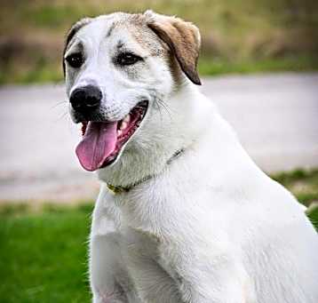 Photo of Piston