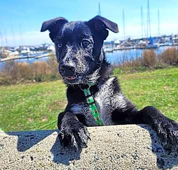 Photo of Chilli