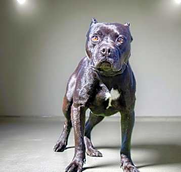 Photo of King