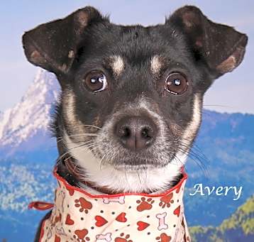 Photo of Avery