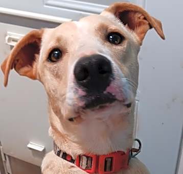 Photo of Whimsical - In Foster