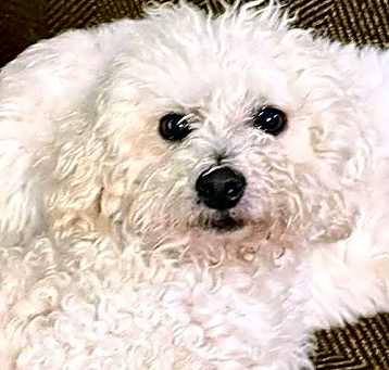 Photo of Toto