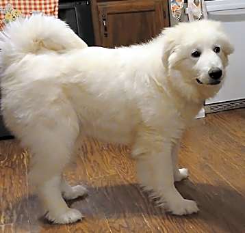 Photo of Rosie