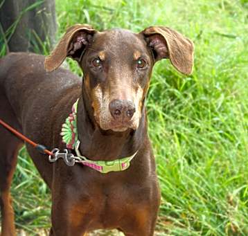Photo of DARLA