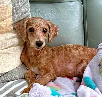 Photo of Daphne
