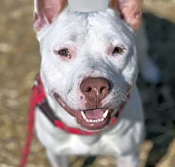 Photo of Mister