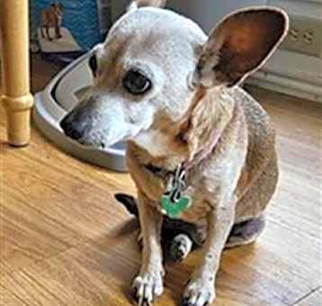 Photo of TOOTSIE