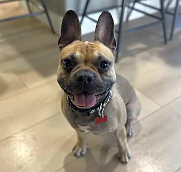 Photo of Loki