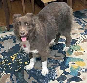 Photo of Cooper