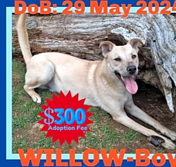 Photo of WILLOW-Boy