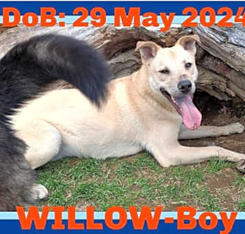 Photo of WILLOW-Boy