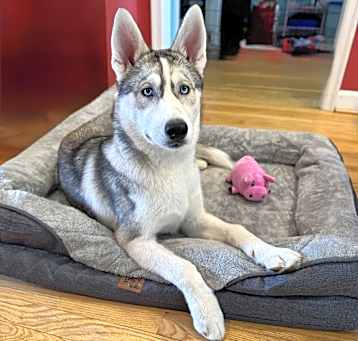 Photo of Luna