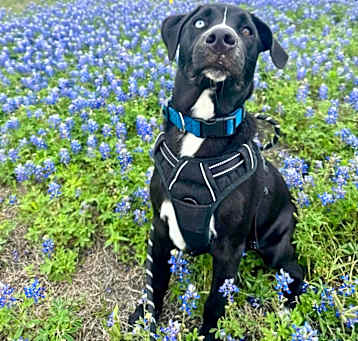 Photo of Ares