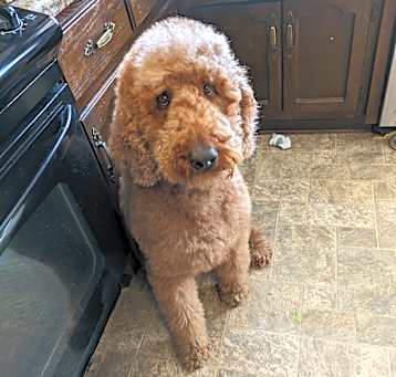 Photo of Buck