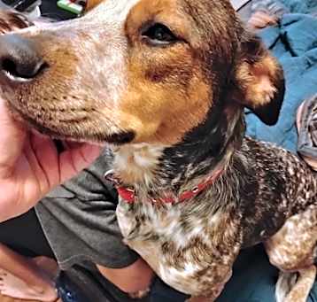 Photo of Ruby