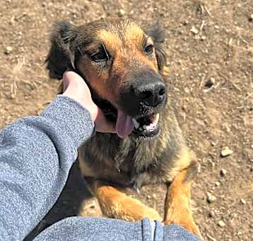 Photo of Leia - Likes dogs, shy, but sweet! Potty Trained!