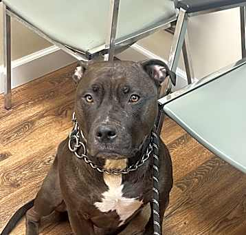 Photo of Stella