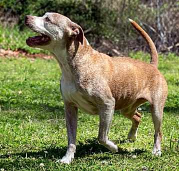 Photo of Darcy