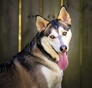 Photo of Ranger