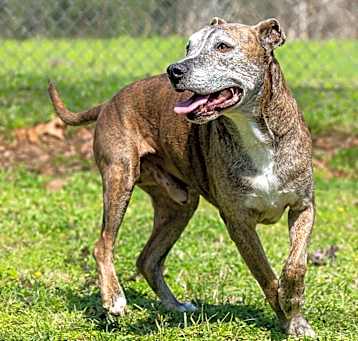 Photo of Diesel