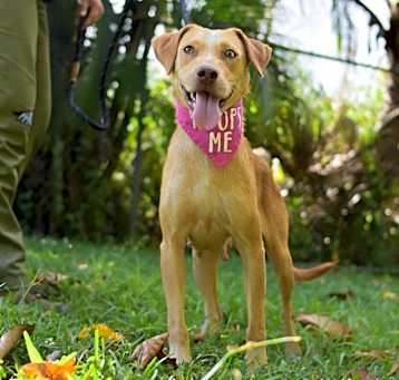 Photo of Sadie