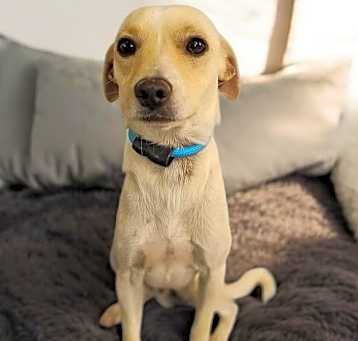 Photo of Canelo