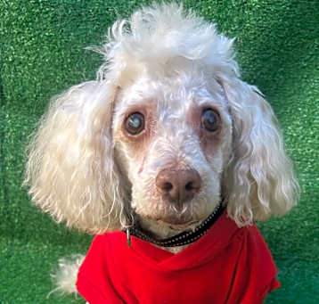 Photo of Teddy