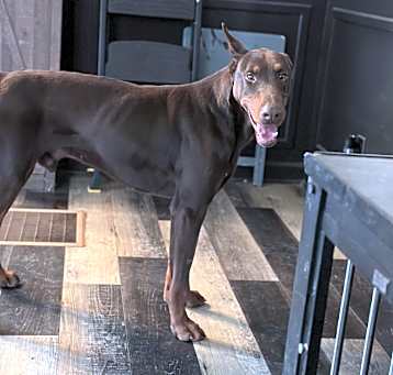 Photo of Rocky