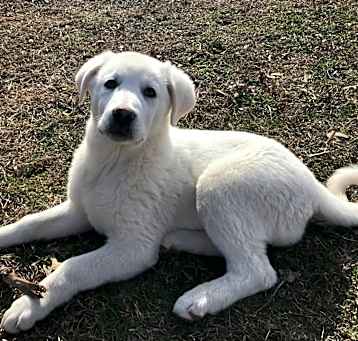 Photo of Cotton