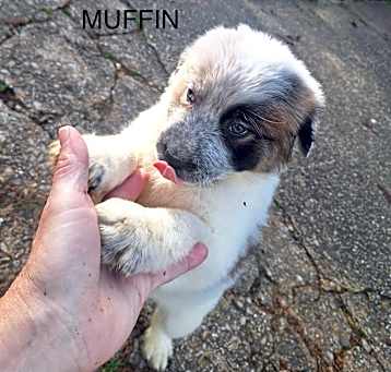 Photo of Muffin ja