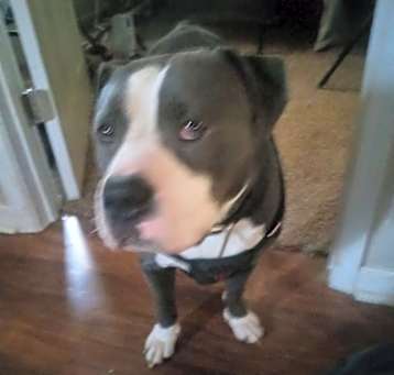 Photo of Hercules