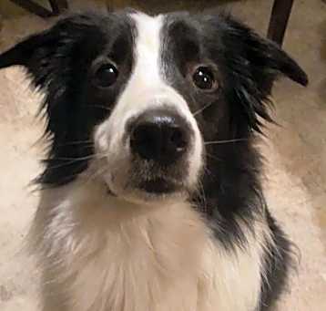 Photo of Luna