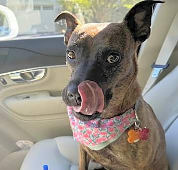 Photo of Daisy
