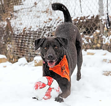 Photo of Pepper