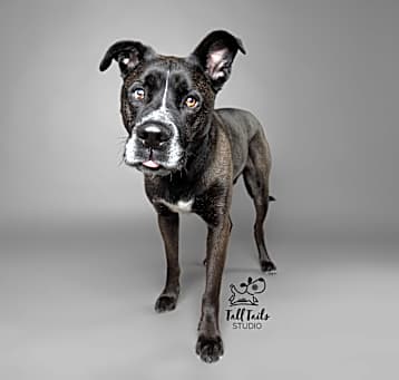 Photo of Marmaduke